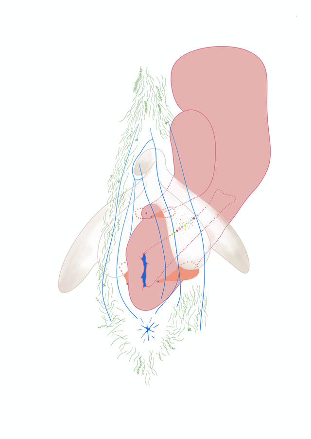 Carte postale Schéma périnée trois quarts