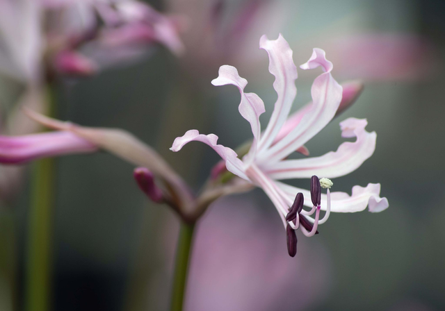 Breachiae - Nerine Sarniensis