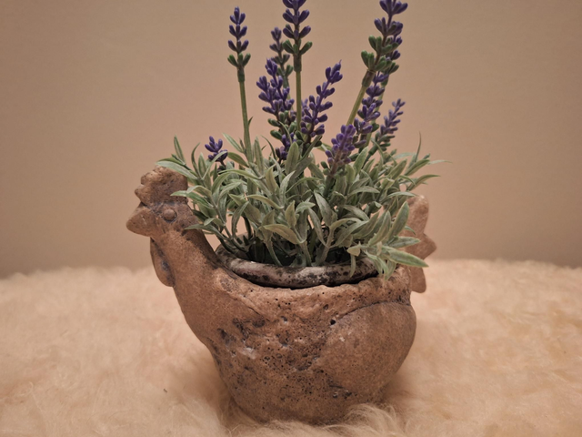 Kip bloempot met lavendelplant