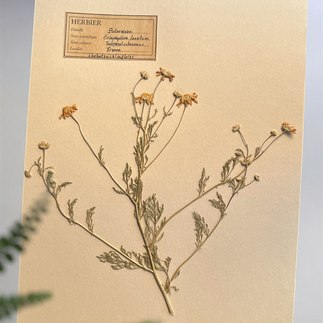 Herbier A4 vintage affiche botanique eriophyllum