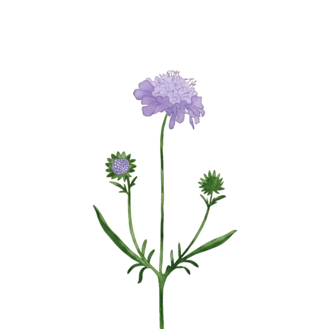 Scabious 'Lavender'