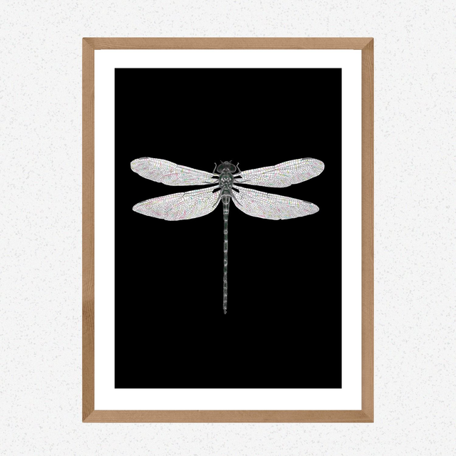 Dragonfly print