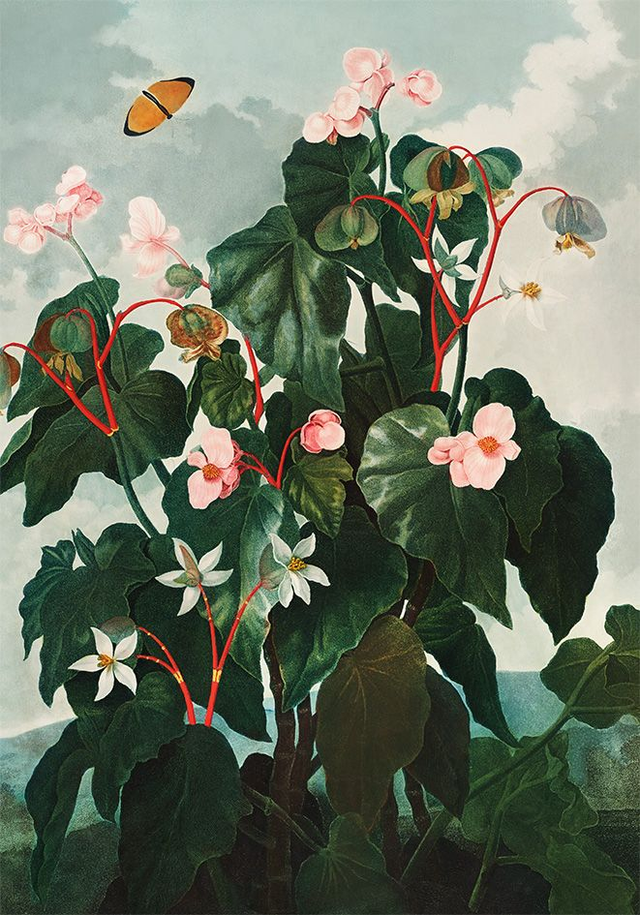 The Oblique Leaved Begonia - painting