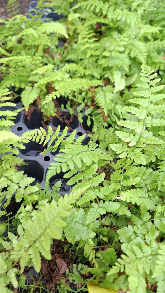 Dryopteris buschiana- Thick-Stemmed Wood Fern plug plant