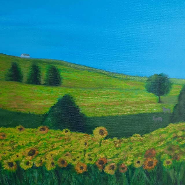 Sunflower fields