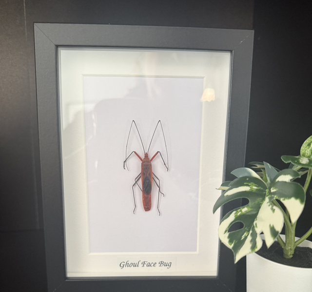 Ghoul Face Bug