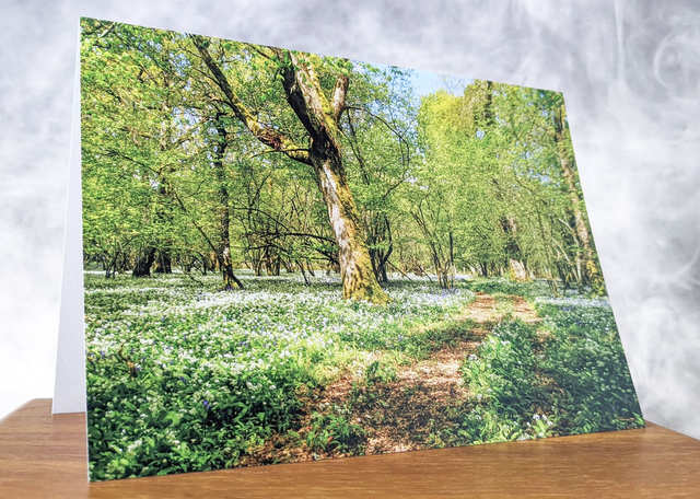 Spring Time in Manwood Blank Card