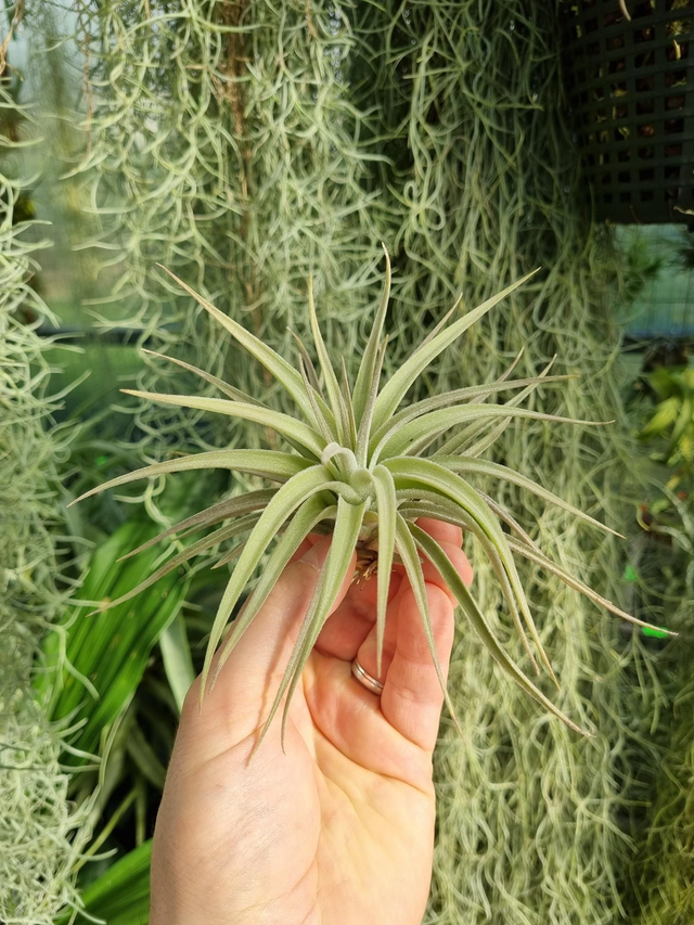 Tillandsia didisticha