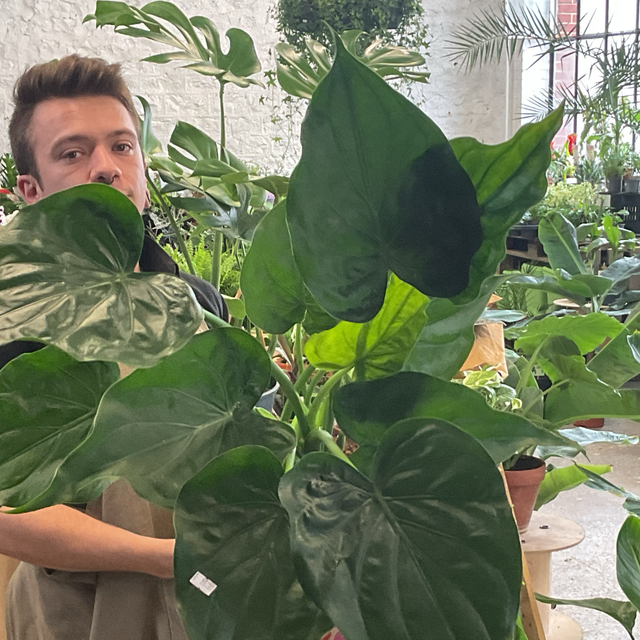 Alocasia cuculata