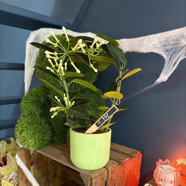 stephanotis