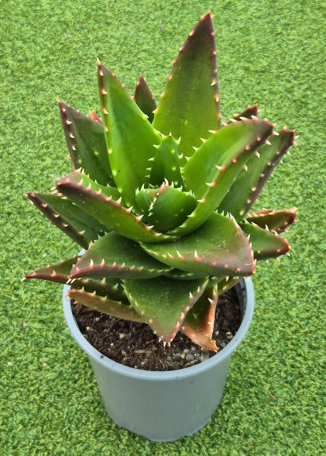 Aloe mitriformis - Mitre Aloe 