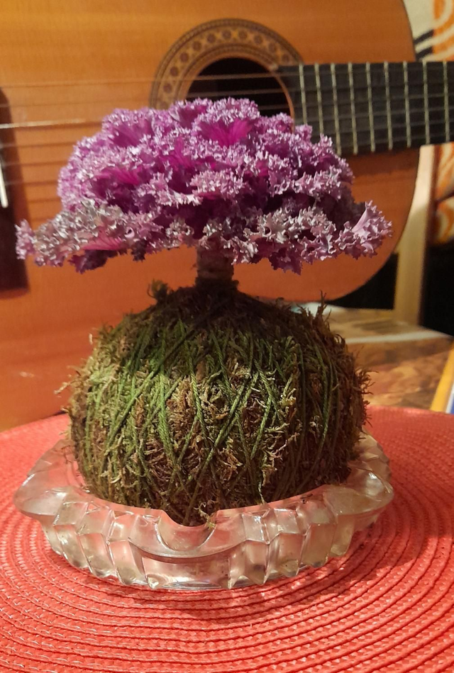 Kokedama coliflor