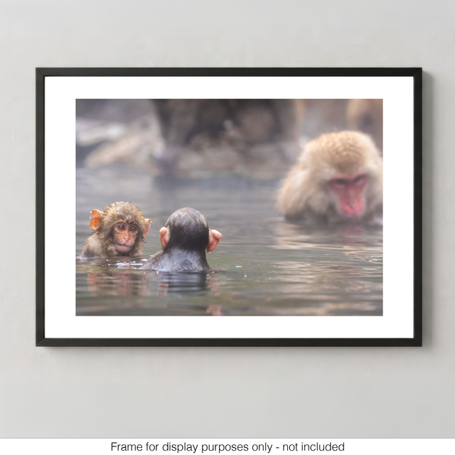 Snow Monkeys - Baby Monkeys at Play