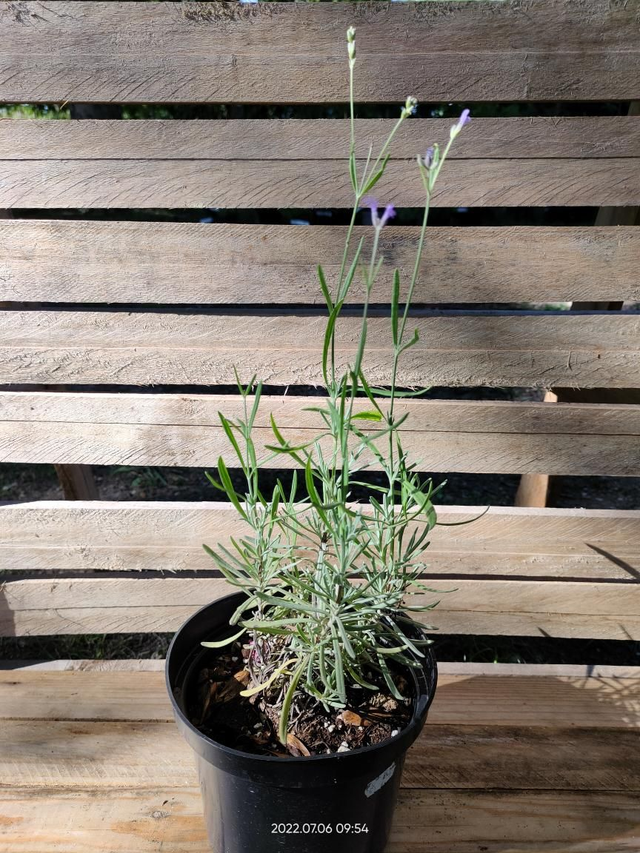 Lavandula Augustifolia 'Platinum Blonde' - Clt2