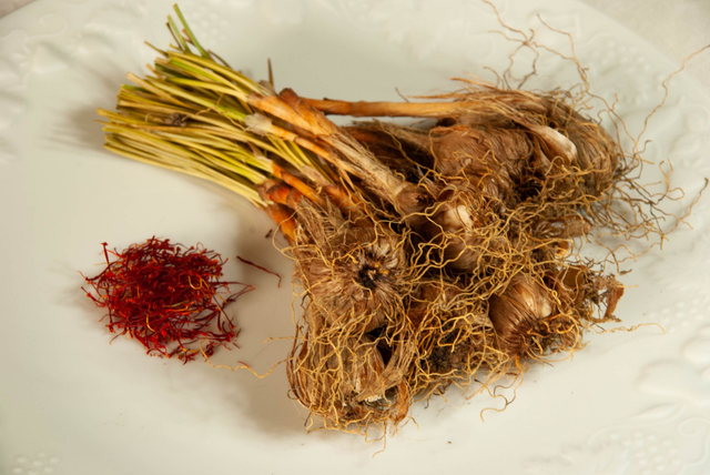 Bulbes de Crocus Sativus - Calibre 11