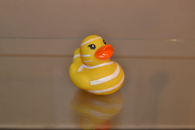 Canard à bandes blanche