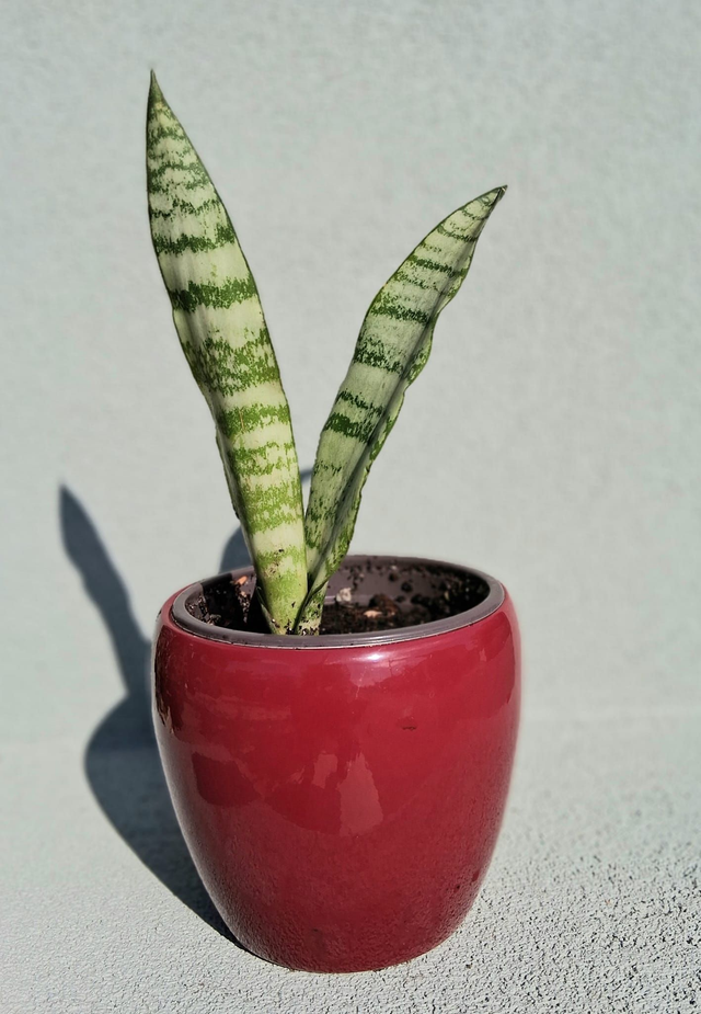 C104 . Sansevieria 'Laurentii Larenzii' in Summer cachpot