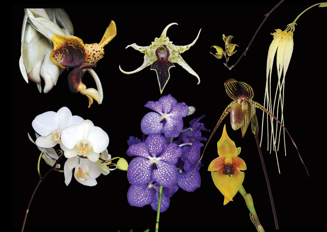 Immediate Relief Combination Essence