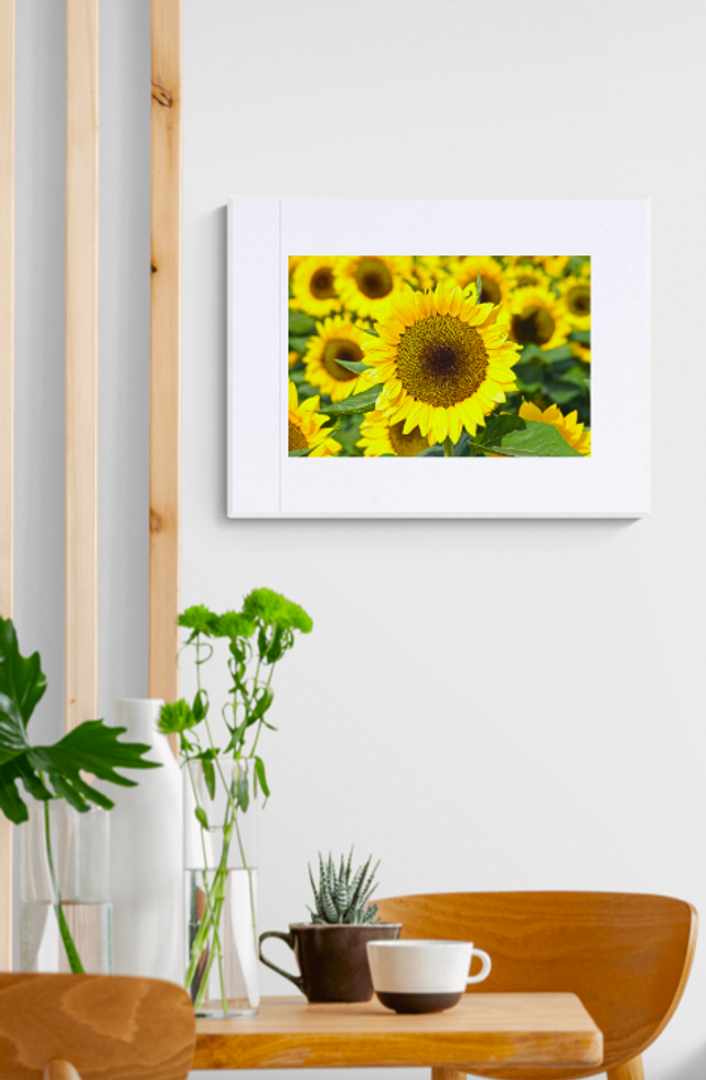 Central Sunflower - Print