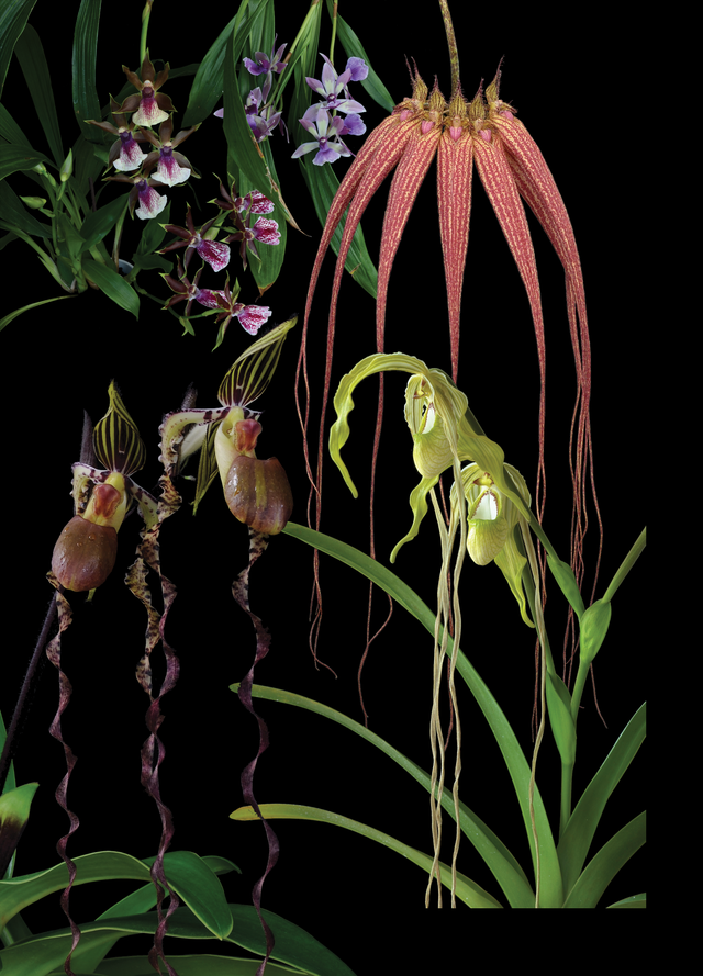 Karmic Calm Combination Essence