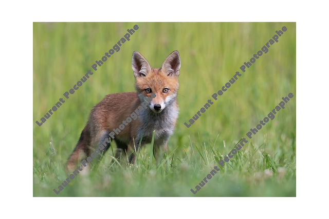 Renard Roux