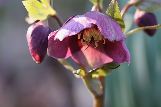Helleborus orientalis 'Double purple'