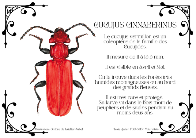 Cucujus cinnaberinus texte
