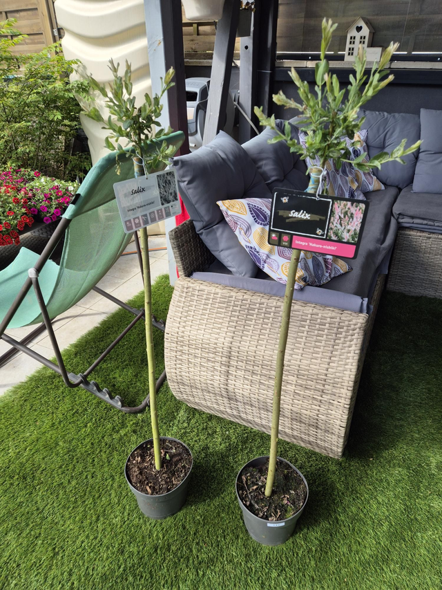 Saule crevette pot 19cm hauteur 1m10