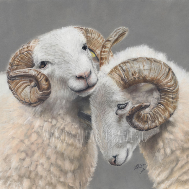 "Brotherly Love- White Faced Woodlands" Original Drawing