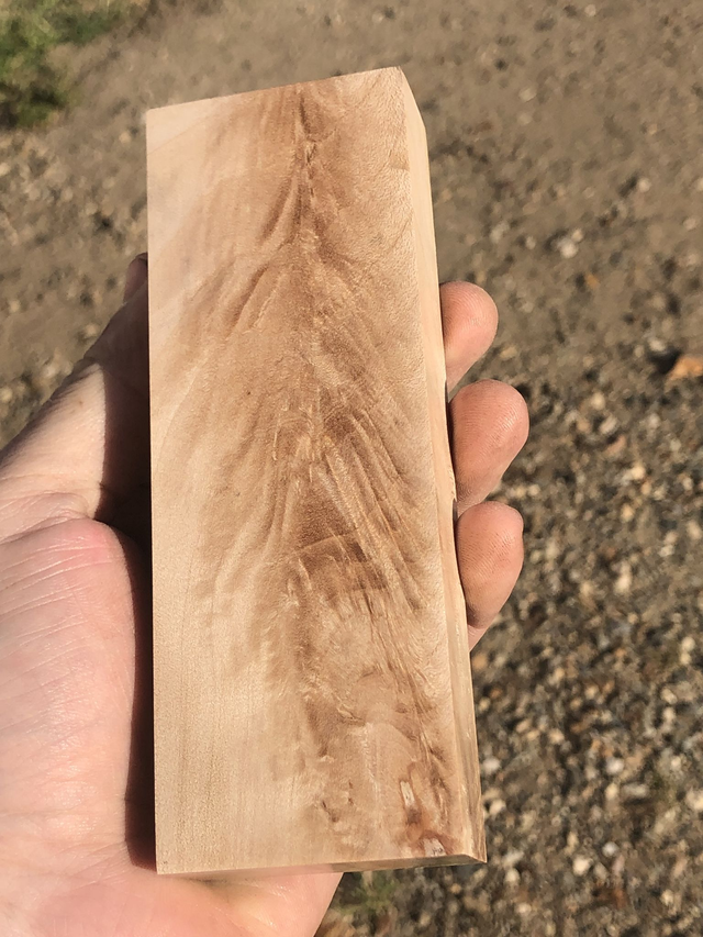 Fourche de sycomore (avec nœud au dos)