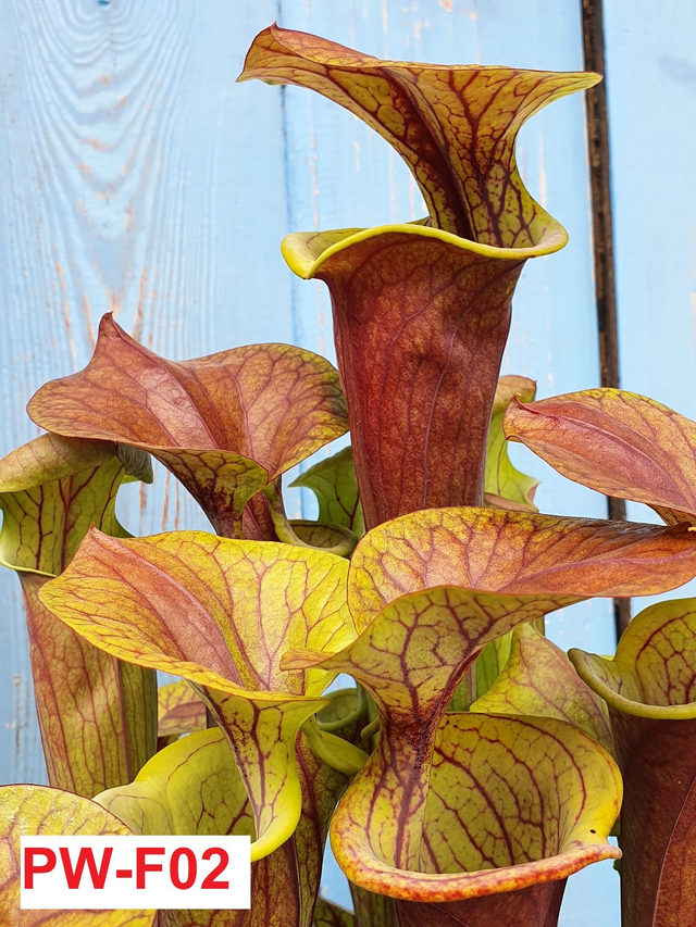 atropurpurea, all red form
