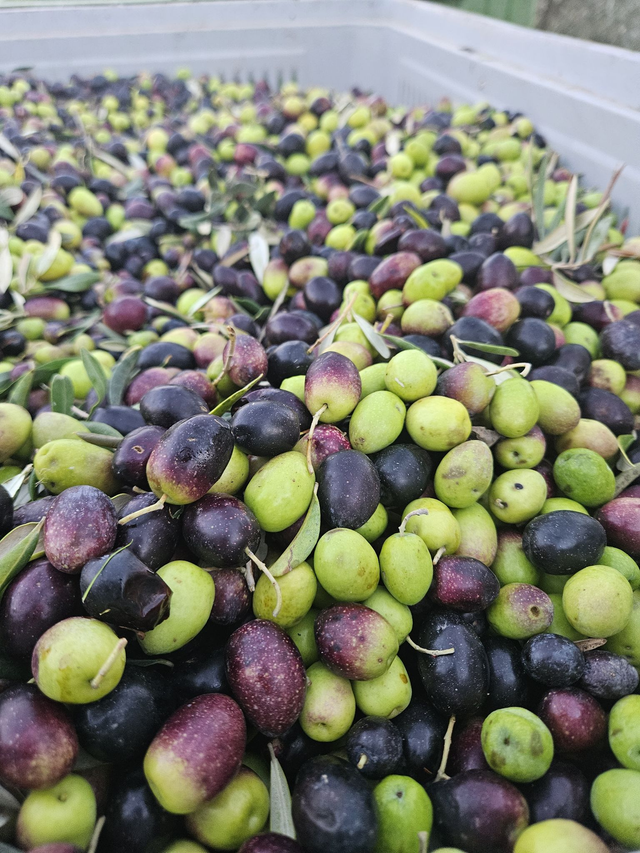 Olio Extra vergine d'oliva Ortice Biologico 3L Bag in Box