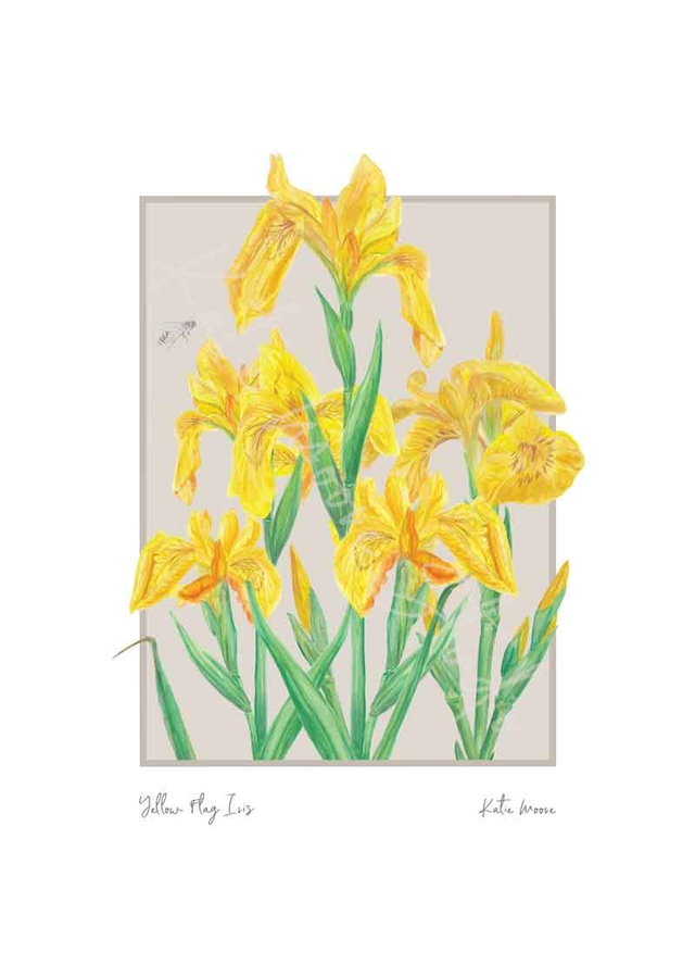Yellow Flag Iris - ‘Floral Grace, Feathered Beauty’ Collection
