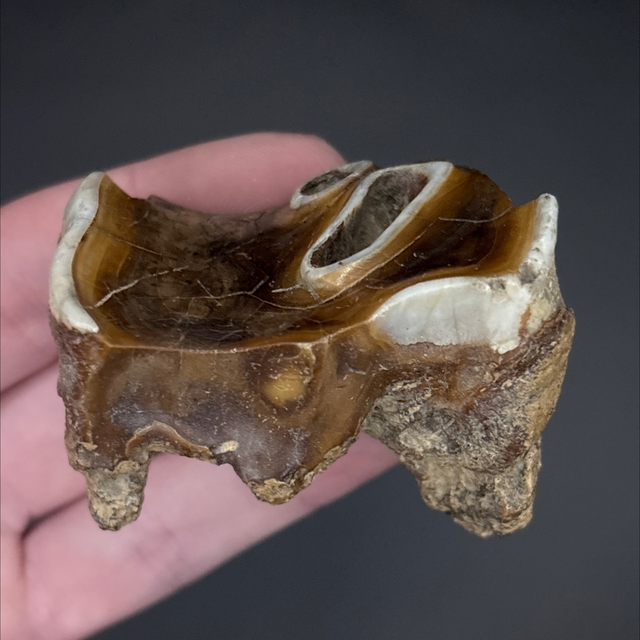 Woolly Rhino Tooth 