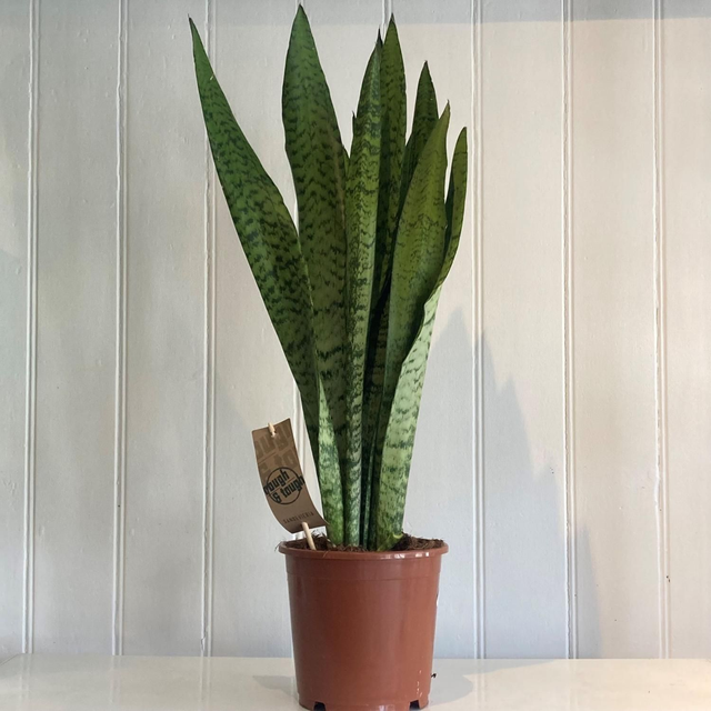 Sanseveria Zeylanica