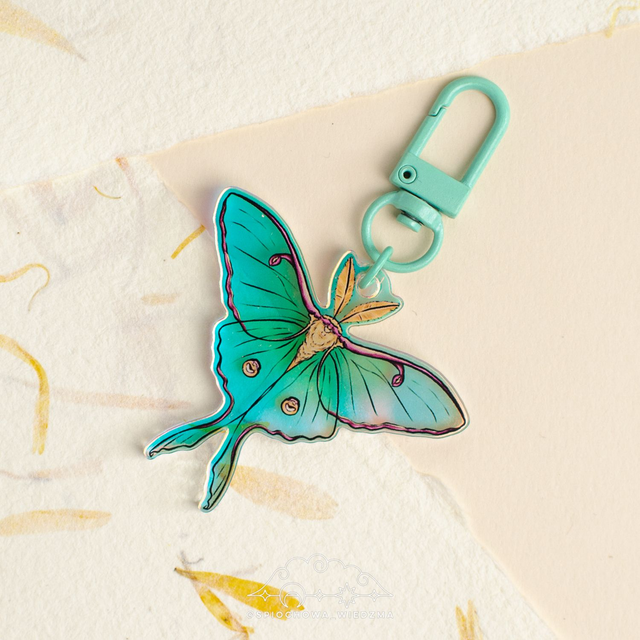 Ćma Luna Rainbow | ZWIERZĘTA