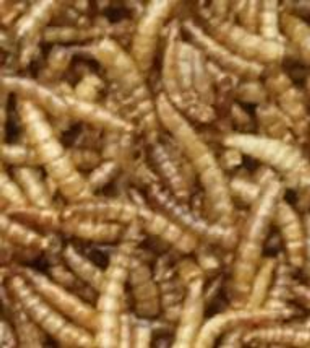 Dried meal worm 1litre