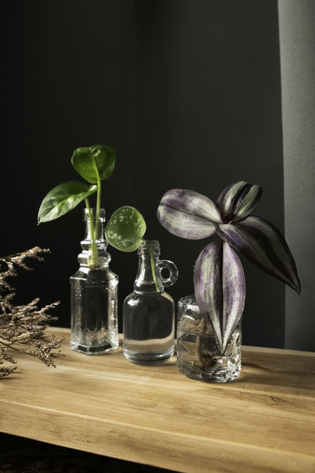 Elixir Botanique 🔮 Lot 3 boutures en fioles