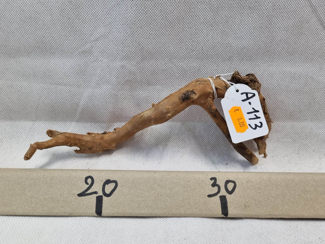 Racine araignée A-113