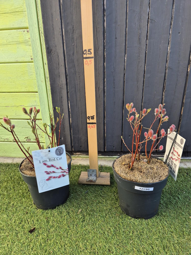 Salix Mount aux chatons rouge pot 19cm
