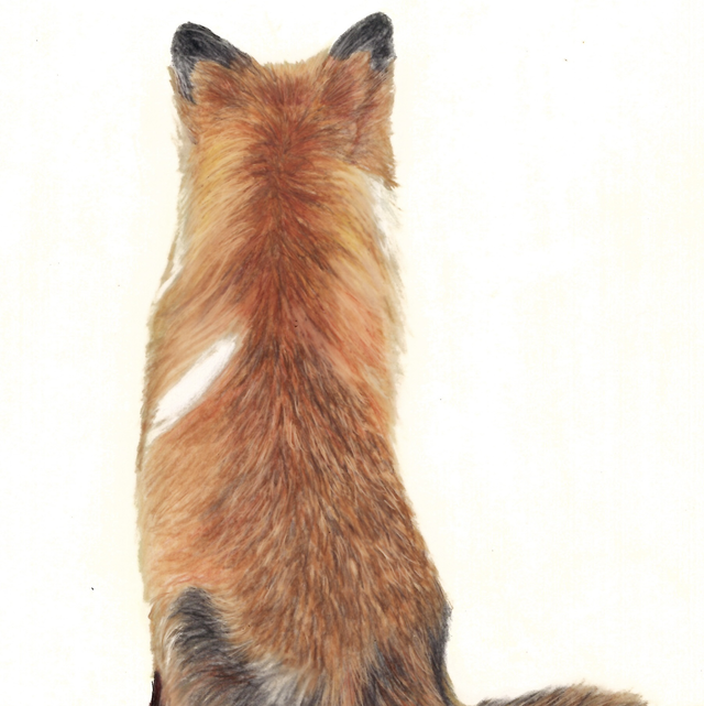 Fox - talk to the back