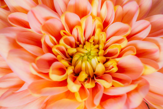 Gossamer Blossom, beautiful orange dahlia flower in a macro shot.