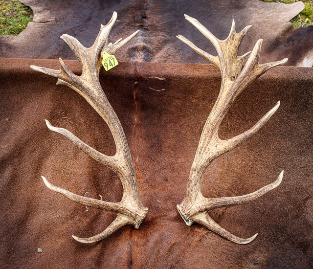 Set of Red Antlers - 30 Points