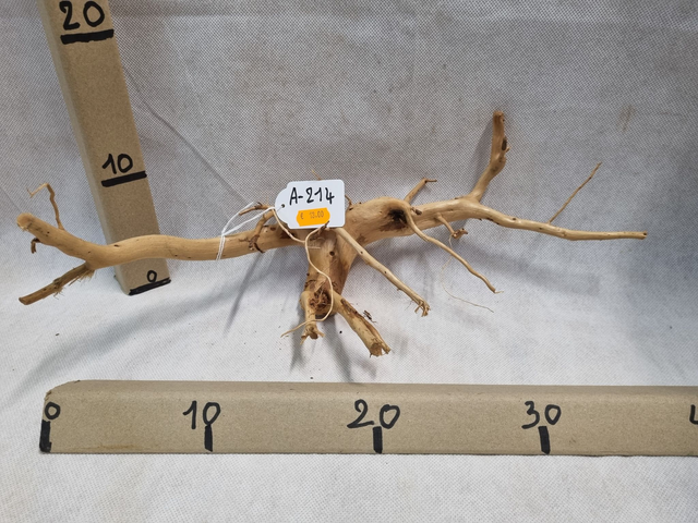 Racine araignée A-214