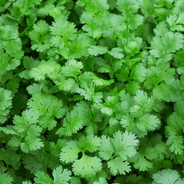 Coriander