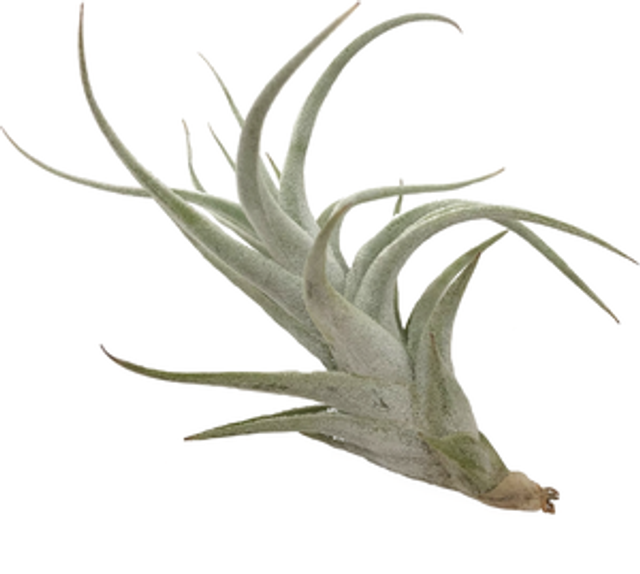Tillandsia mitlaensis var tulensis
