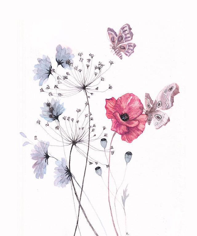 Cadre - Coquelicot et papillons de nuit