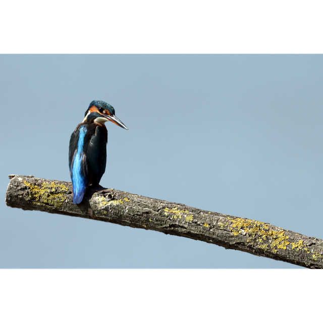 Martin Pêcheur - réf: 7781