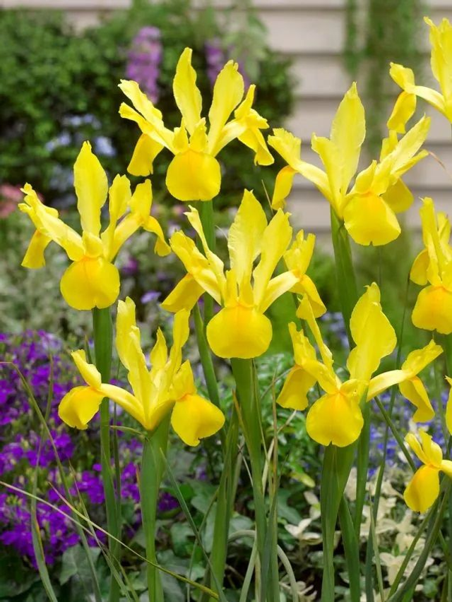 Iris Hollandica Golden Harvest – Élégance jaune lumineux