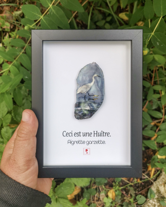 13x18 : Ceci est une huitre : Aigrette garzette , b
